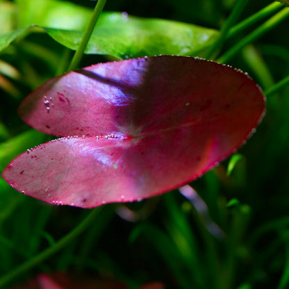 Macro shot of red leaf of nymphaea peru puerto maldonado aquarium plant water lily