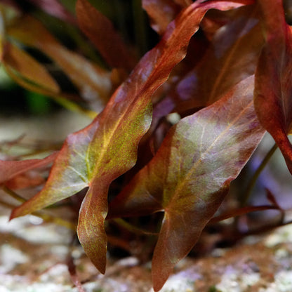 Close-up of red leaves of nymphaea rubra red tiger lotus aquarium plant