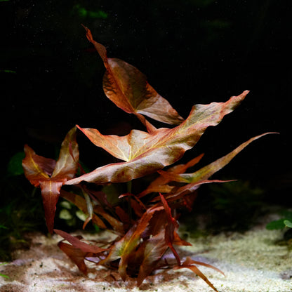 Nymphaea rubra red tiger lotus aquarium plant growing in sand