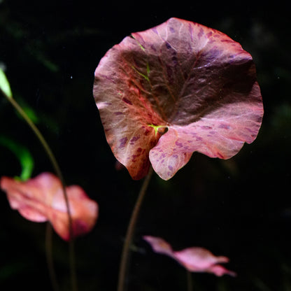 Close-up of a pinkish-red leaf of nymphaea zenkeri red tiger lotus lily aquatic plant 