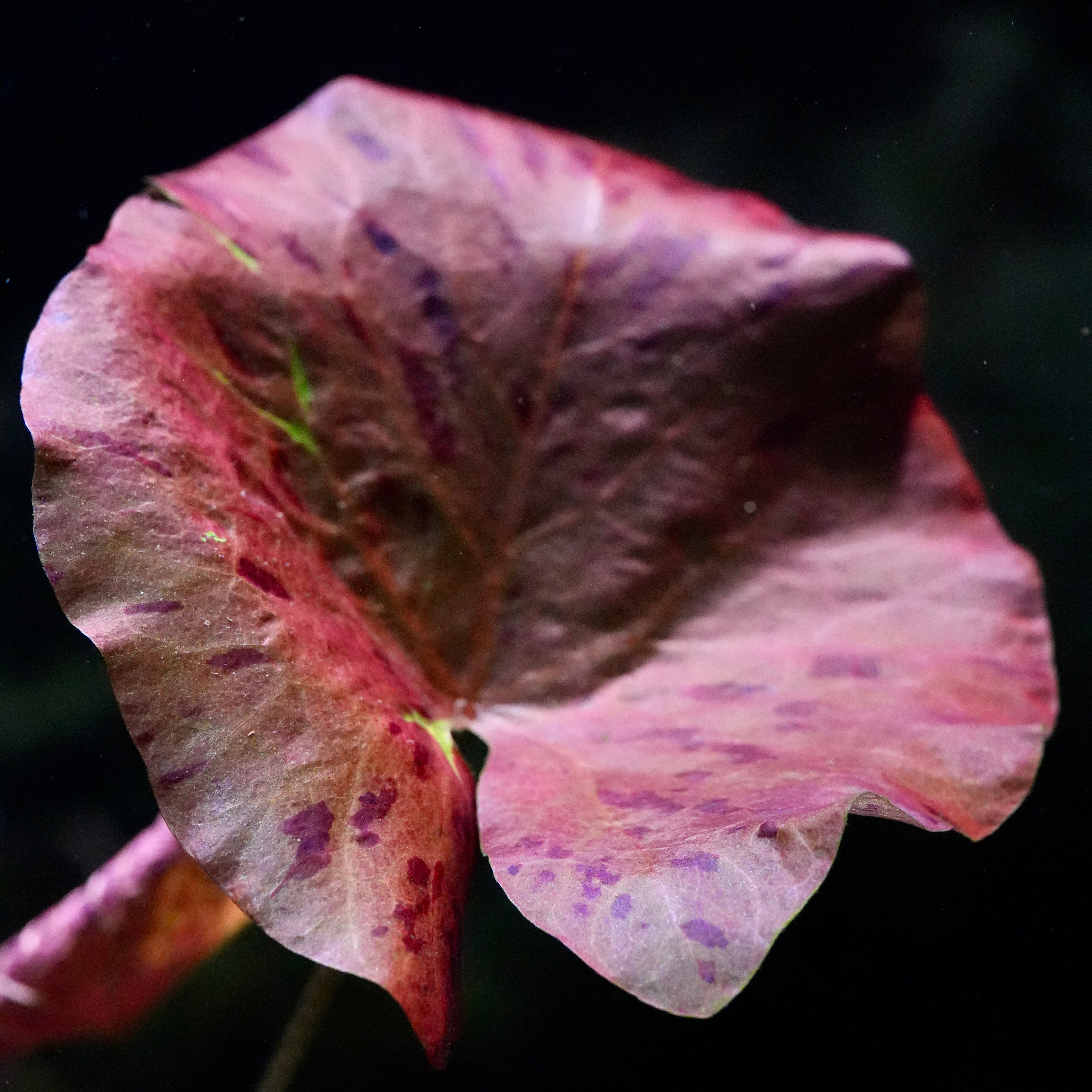 Macro shot of nymphaea zenkeri red tiger lotus lily aquatic plant leaf