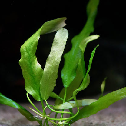 Close-up of green leaves from nymphoides flaccida aquatic plant with a dark background
