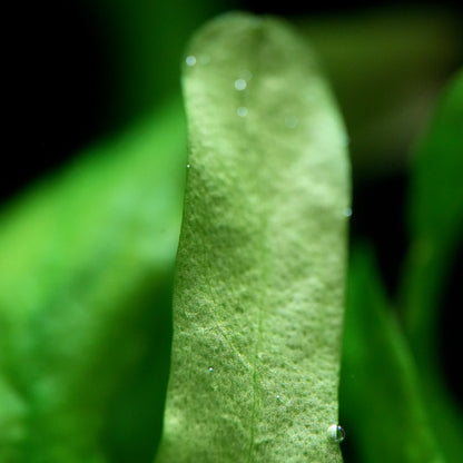 Macro shot of a long green leaf from nymphoides flaccida aquatic plant with water droplets