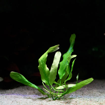 Green nymphoides flaccida aquatic plant  thriving in aquarium 