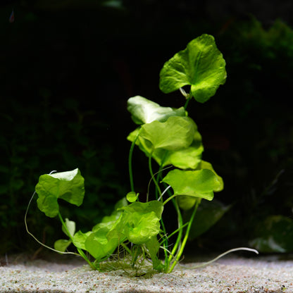 Green nymphoides hydrophylla Taiwan aquarium lotus lily plant