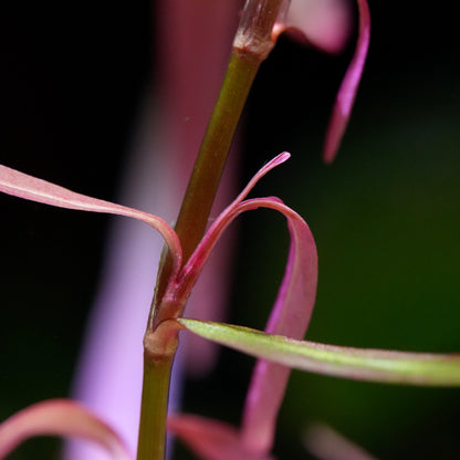 Close-up of a persicaria pak chong aquarium plant stem with pinkish-purple leaves against a dark background