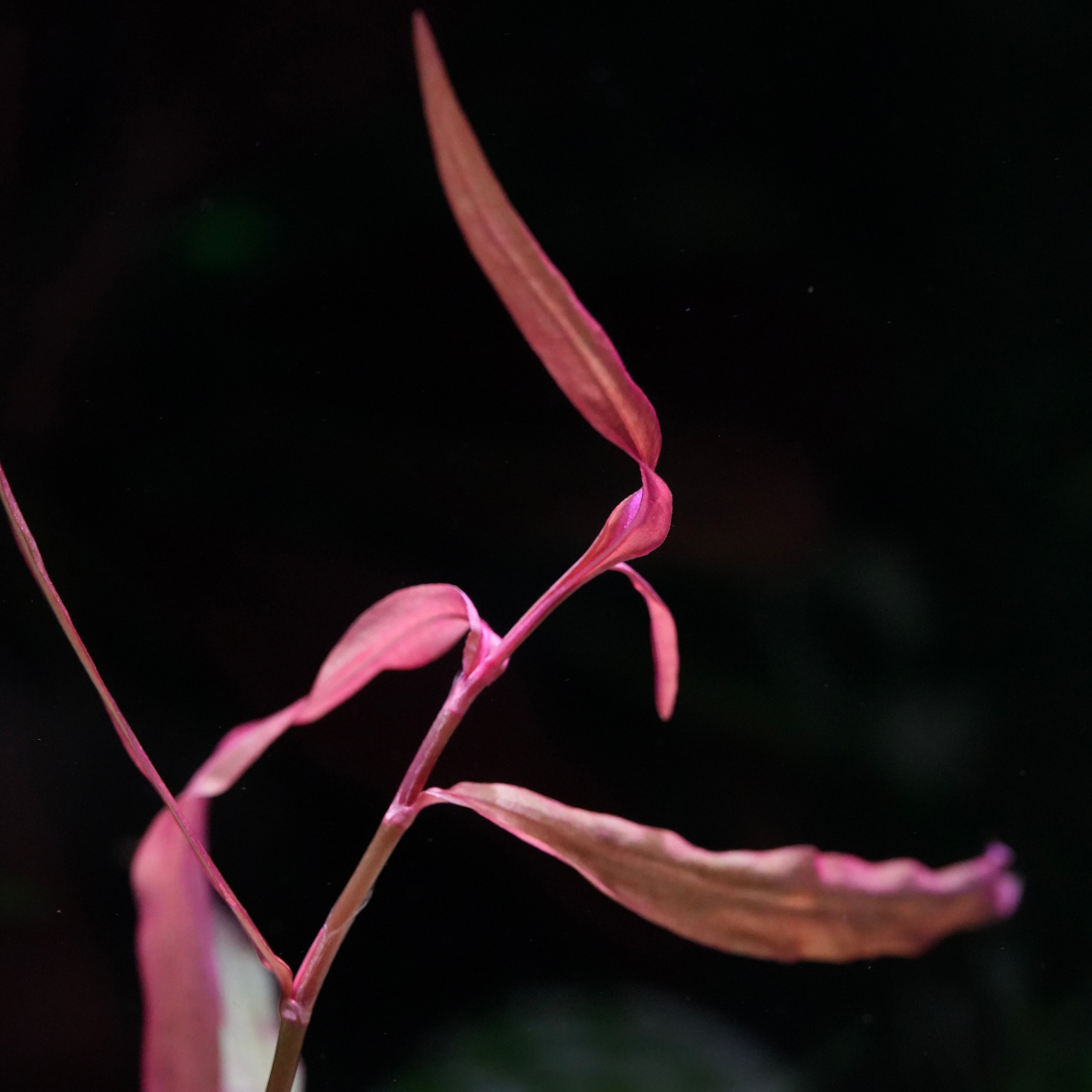 Close up of pink leaves of persicaria pak chong aquarium stem plant against a dark background