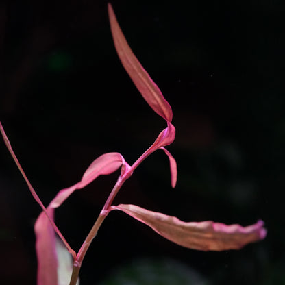 Close up of pink leaves of persicaria pak chong aquarium stem plant against a dark background