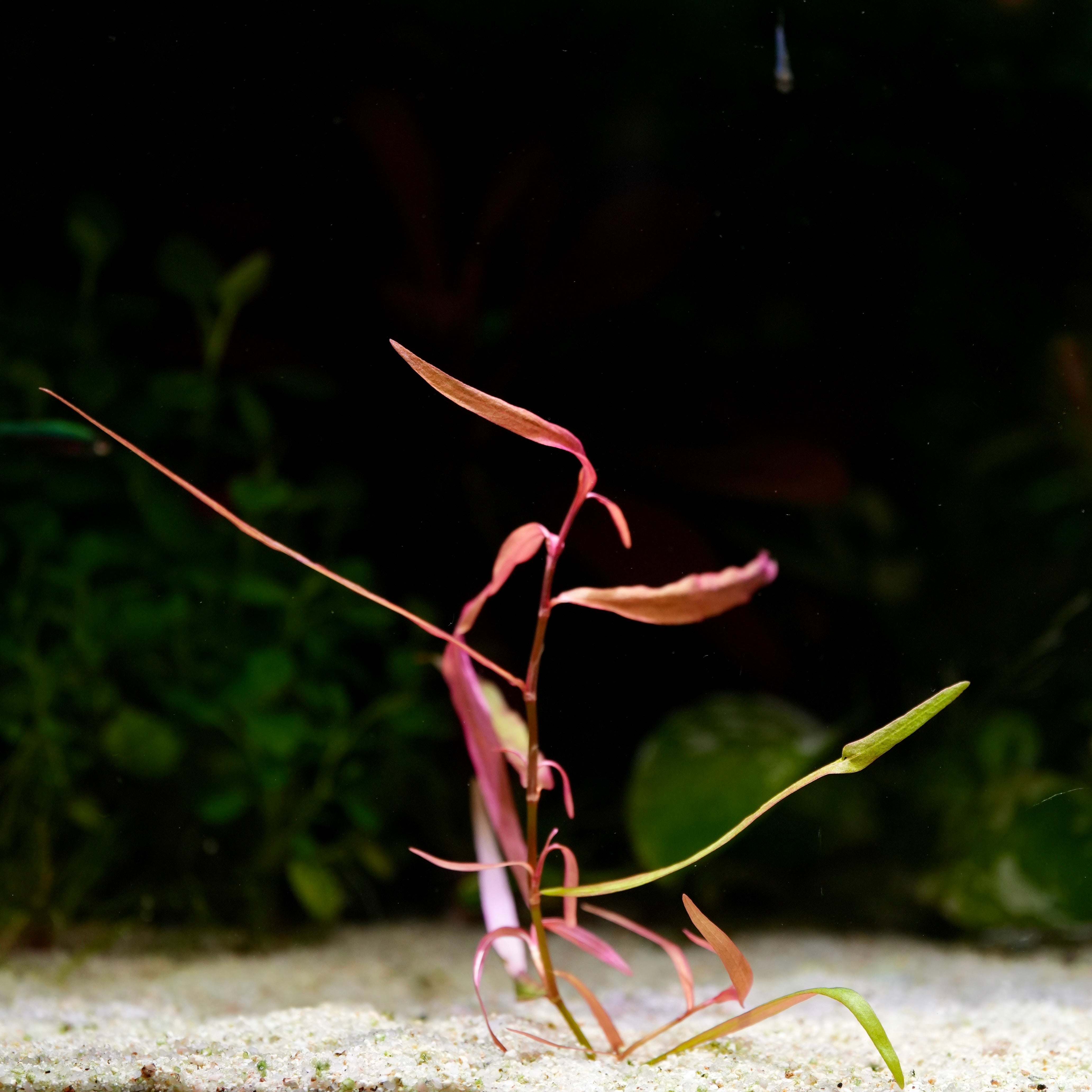 Pink persicaria pak chong aquarium stem plant in sand