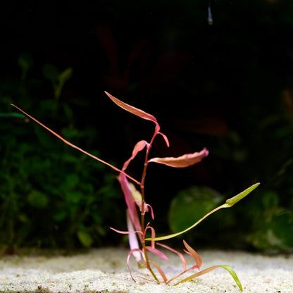 Pink persicaria pak chong aquarium stem plant in sand