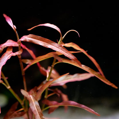 Close-up of purple persicaria praetermissa red aquarium stem plant leaves against a dark background