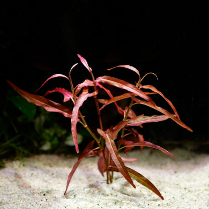 Persicaria praetermissa red aquarium stem plant in sandy substrate