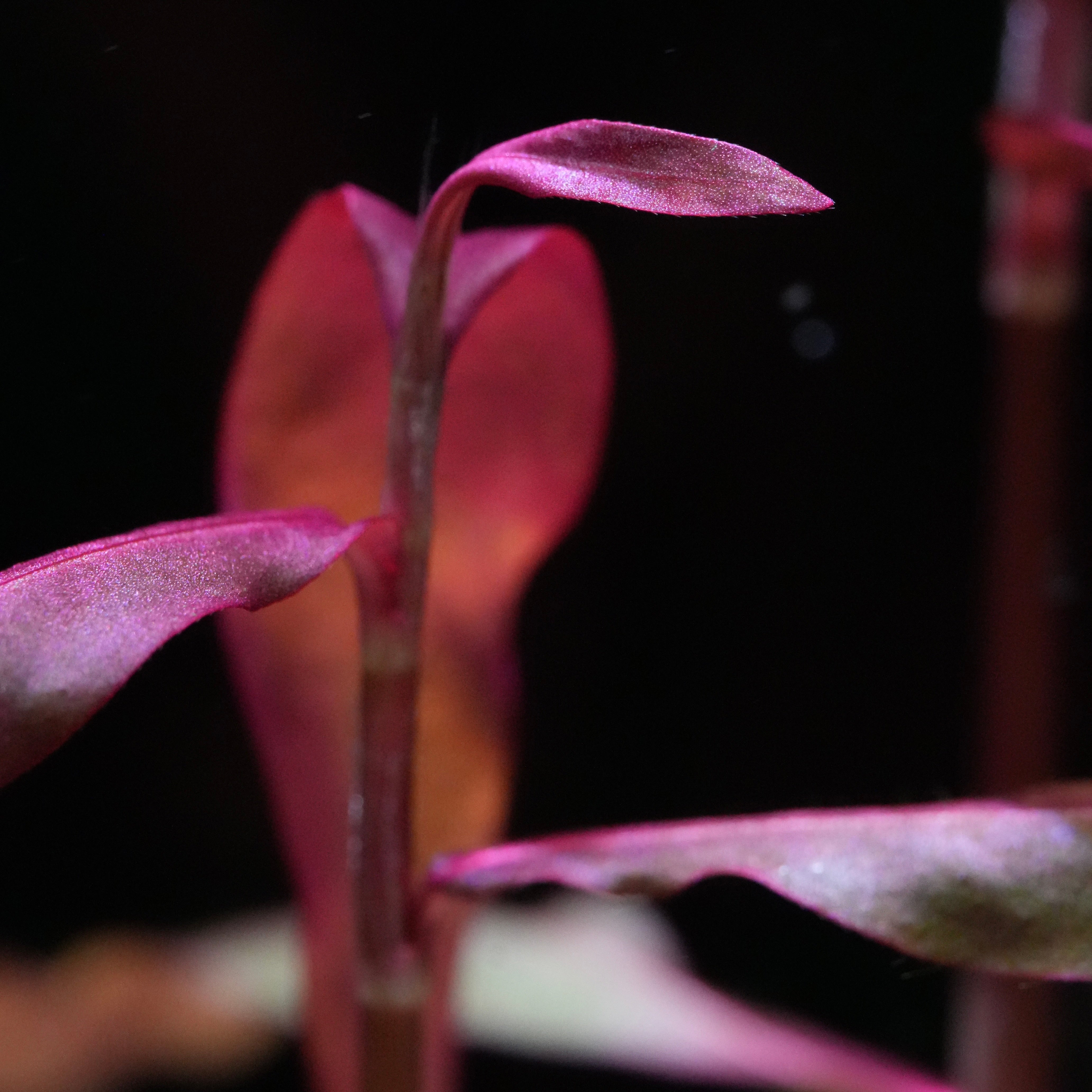 Macro shot of red persicaria sao paulo aquarium stem plant 