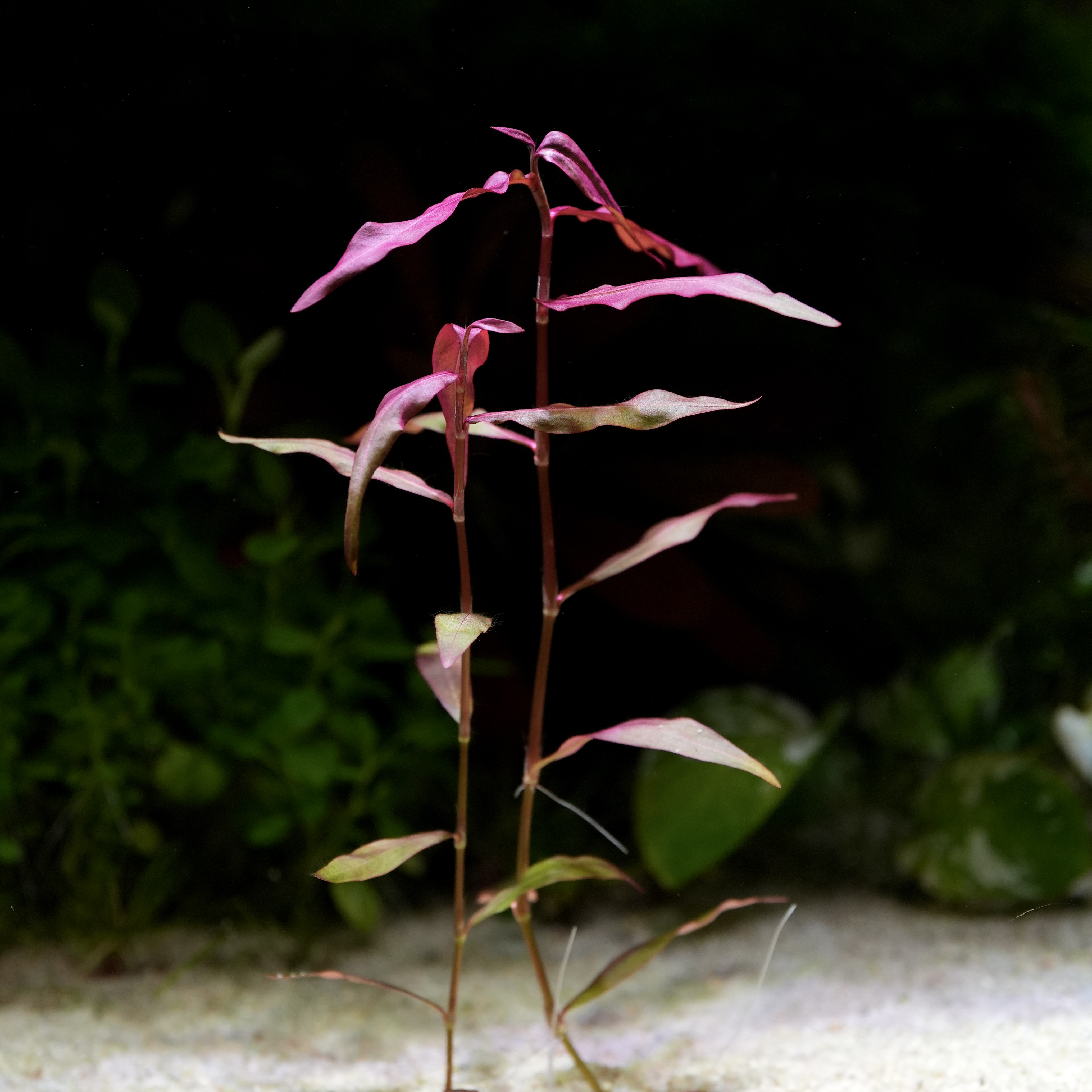 Red persicaria sao paulo aquarium stem plant in sand