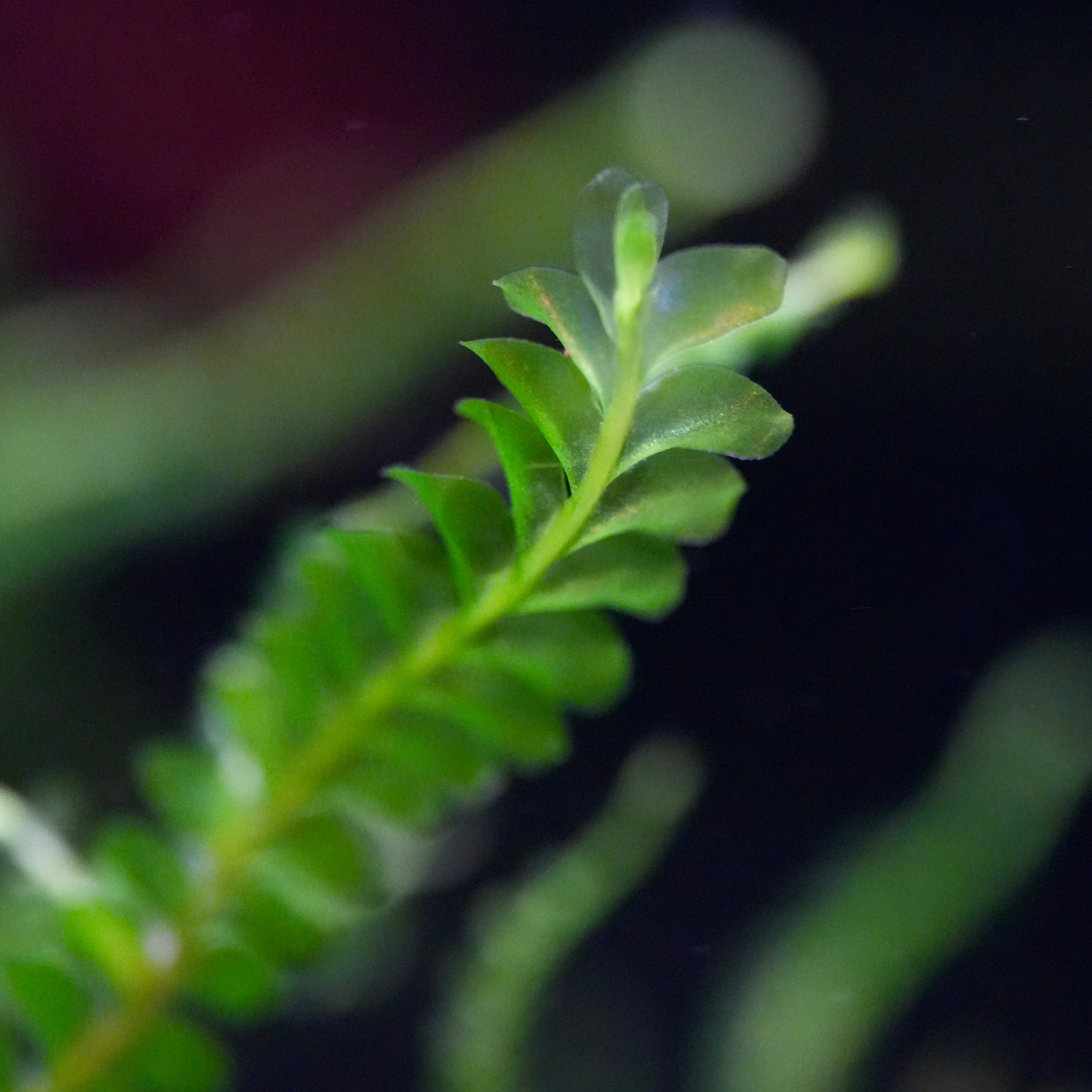 Close-up of a green scalloped leaf of plagiochilaceae sp. cameroon moss