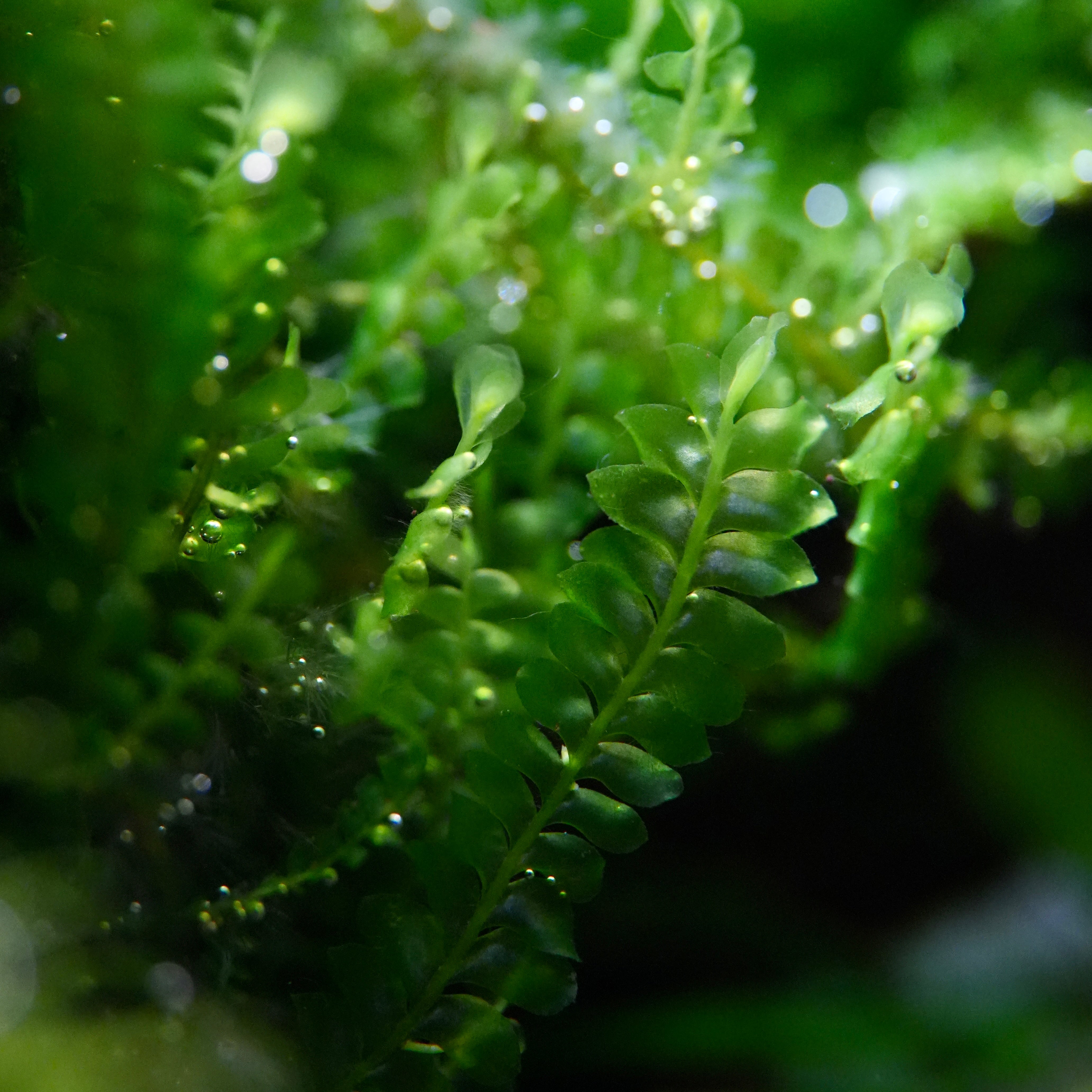 Close-up of green plagiochilaceae cameroon moss with water droplets on a blurred background