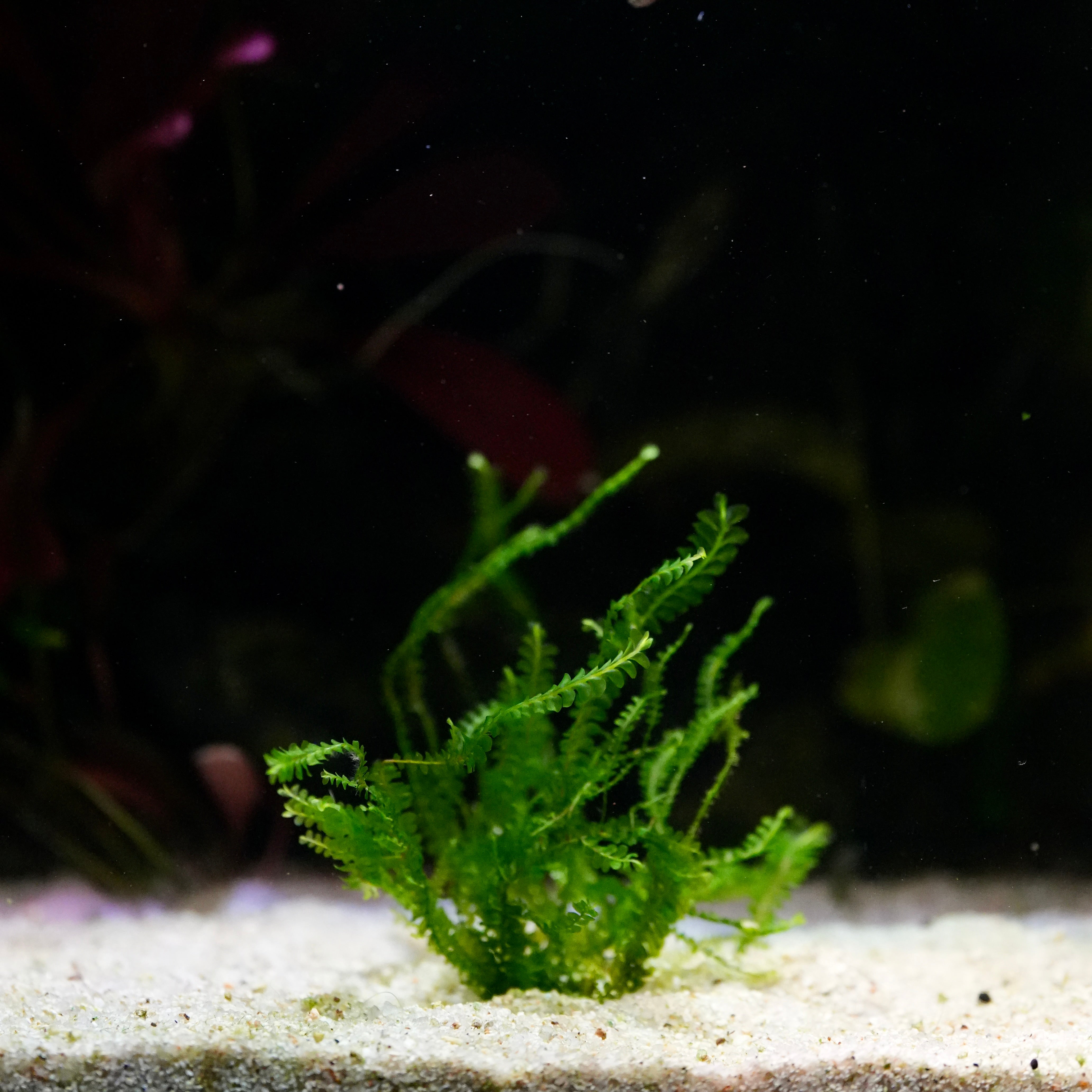 Green aquatic plant plagiochilaceae sp. cameroon moss in an aquarium with sand