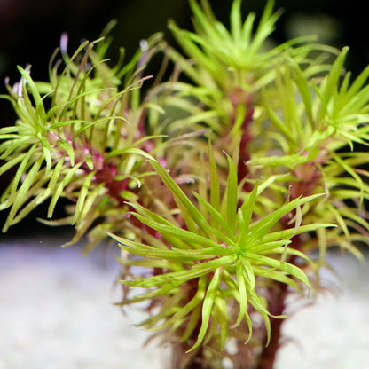 Close-up of a pogostemon fireworks rare aquarium stem plant with green and red leaves on a blurred background