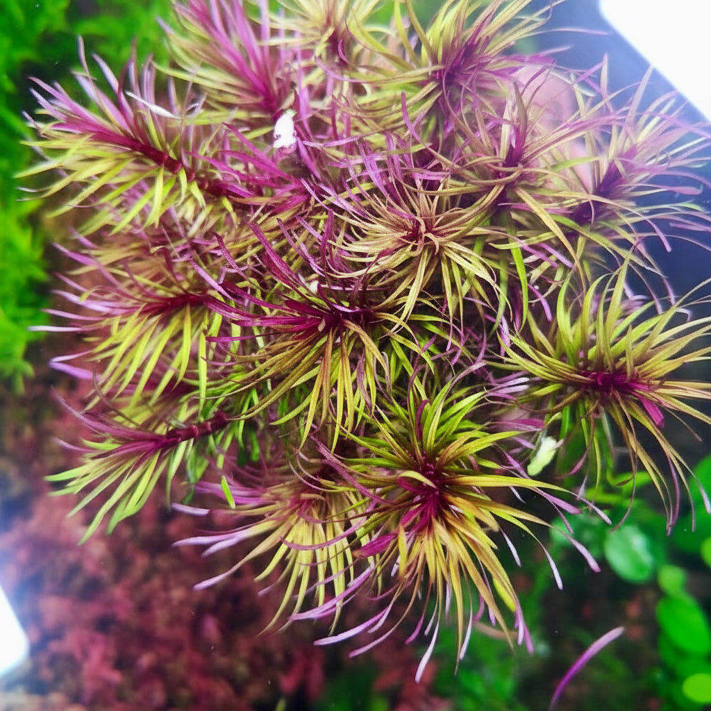 Top view of pogostemon fireworks aquarium plant with whorls