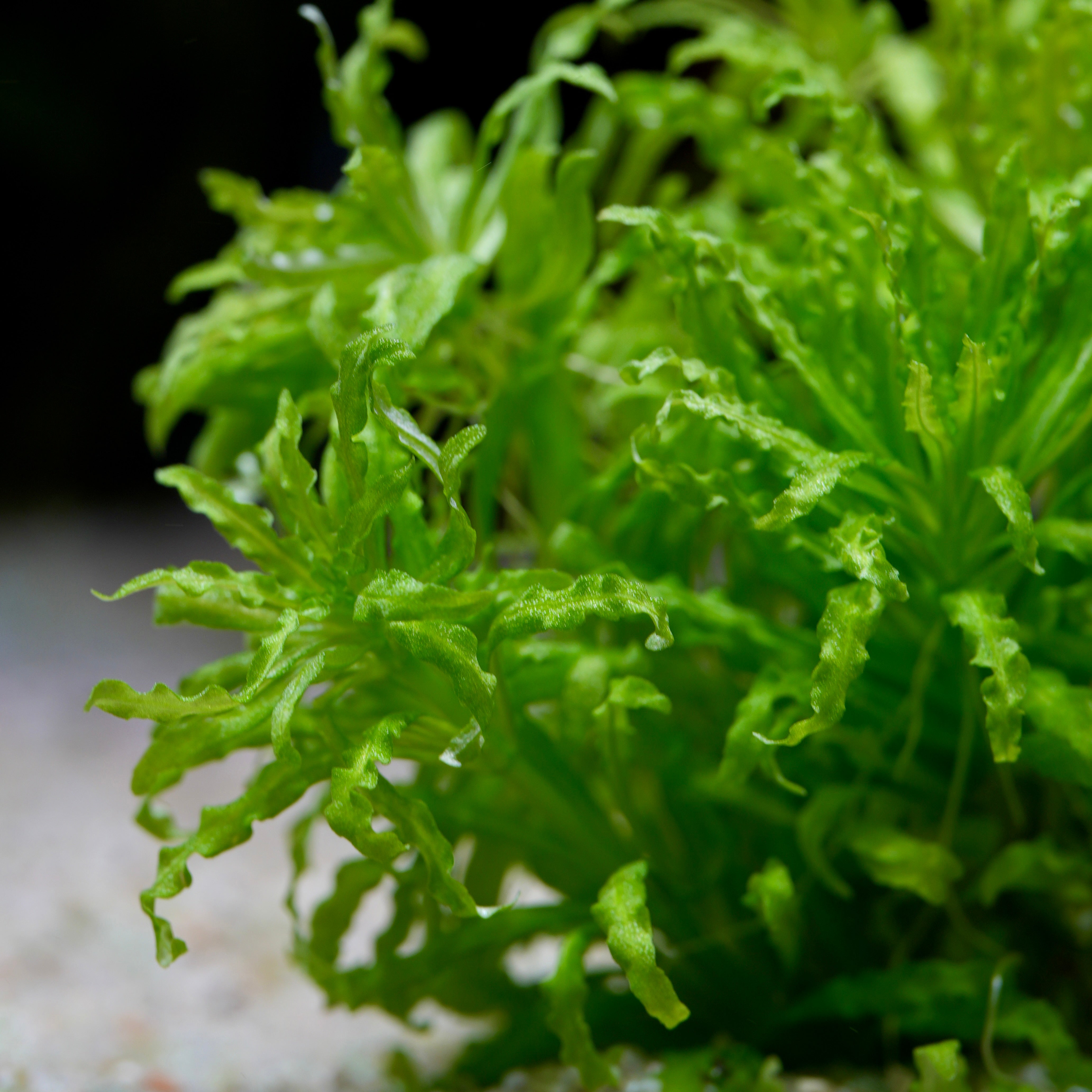 Close-up of green pogostemon helferi aquatic plant with wrinkled leaves