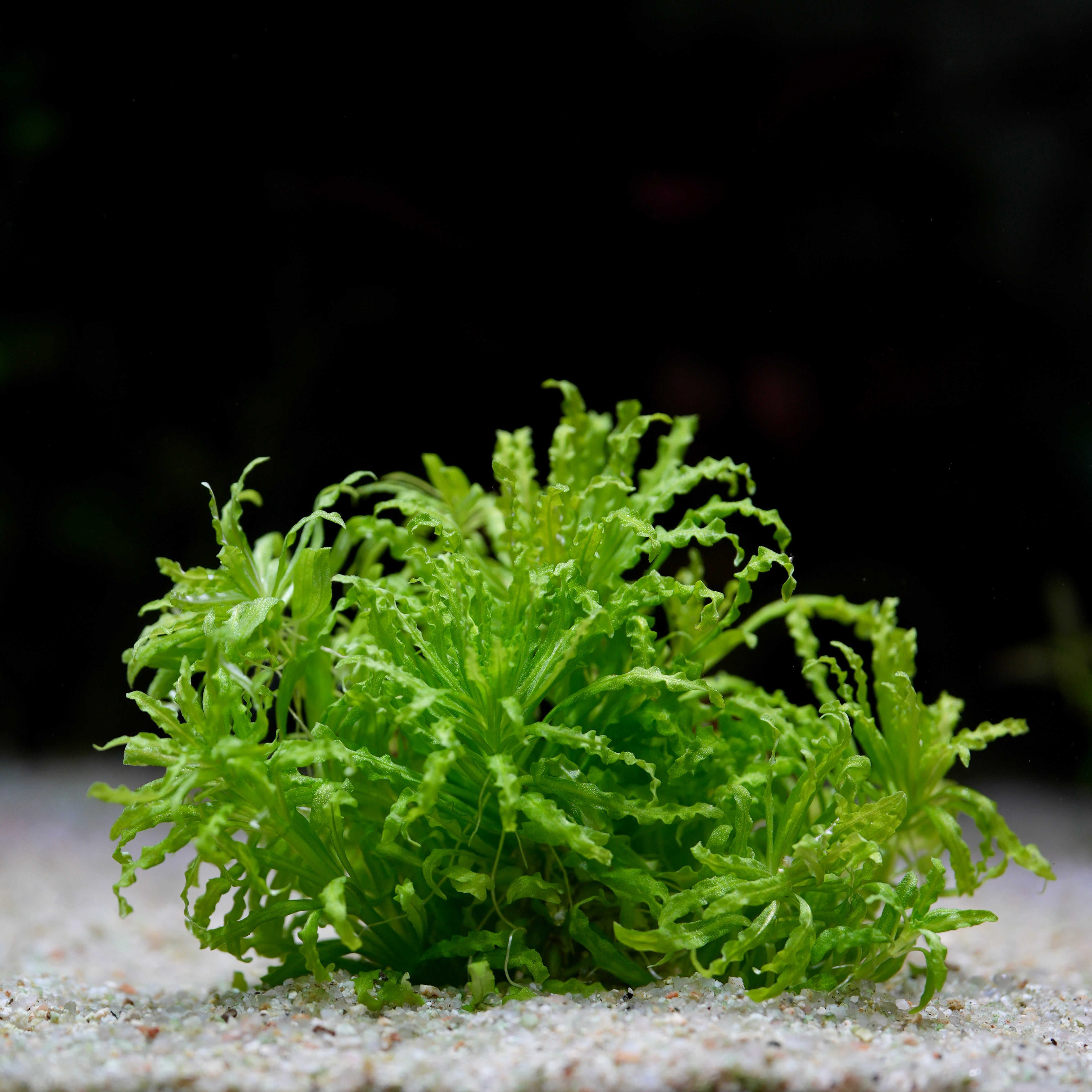 Green pogostemon helferi aquatic plant on a sandy substrate