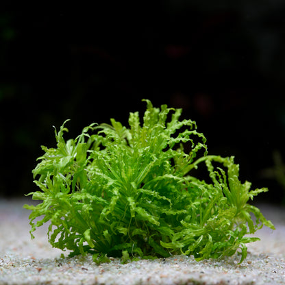 Green pogostemon helferi aquatic plant on a sandy substrate