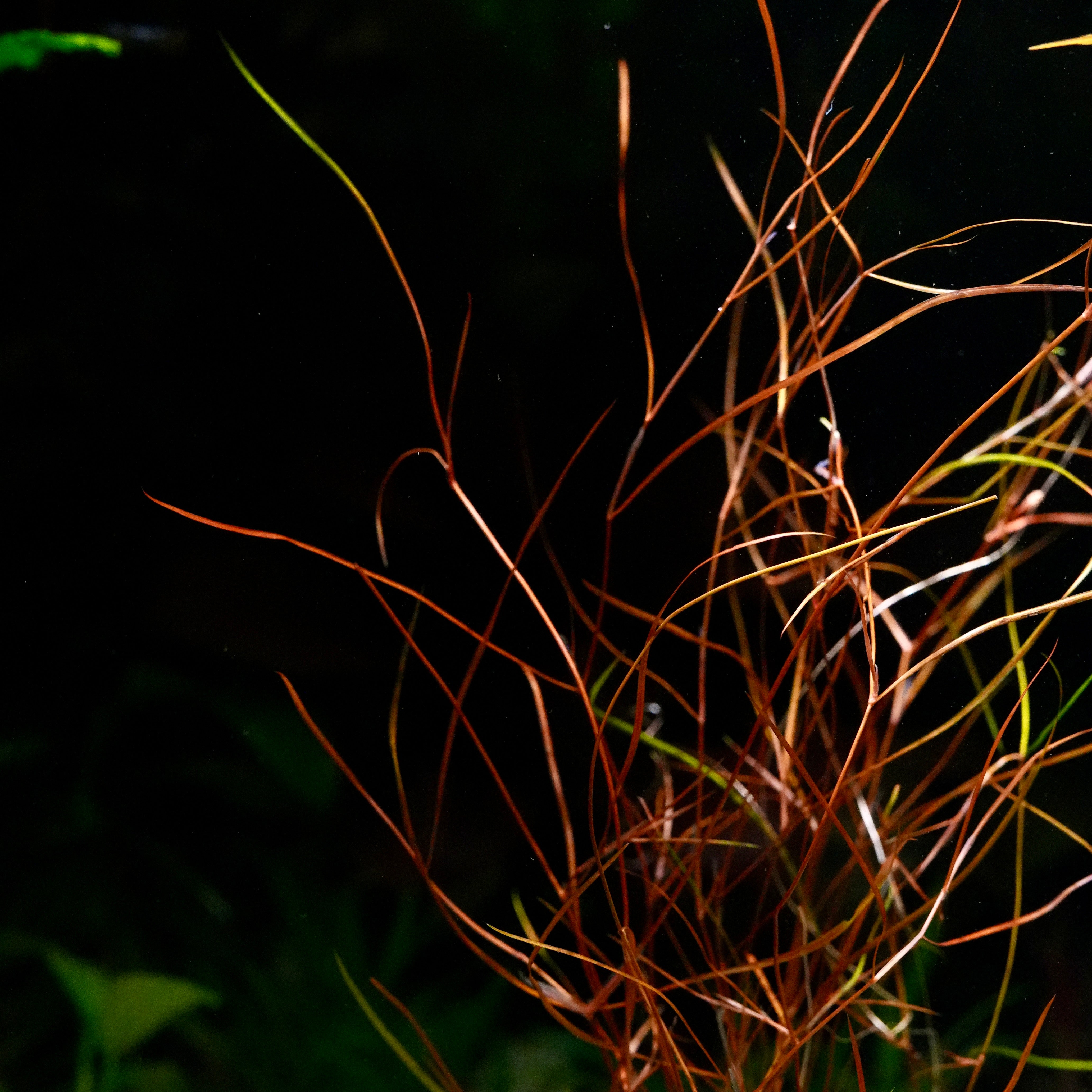 Tall grass like potamogeton octandrus red aquarium plant with thin, delicate leaves against a dark background