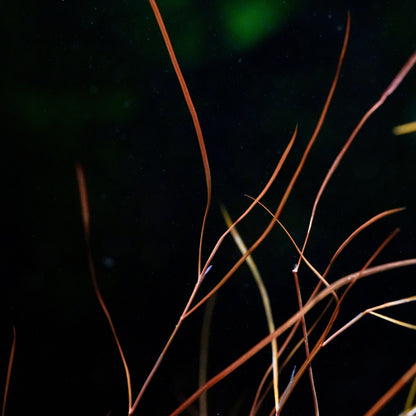 Thin, reddish-brown potamogeton octandrus red aquarium plant against a dark background