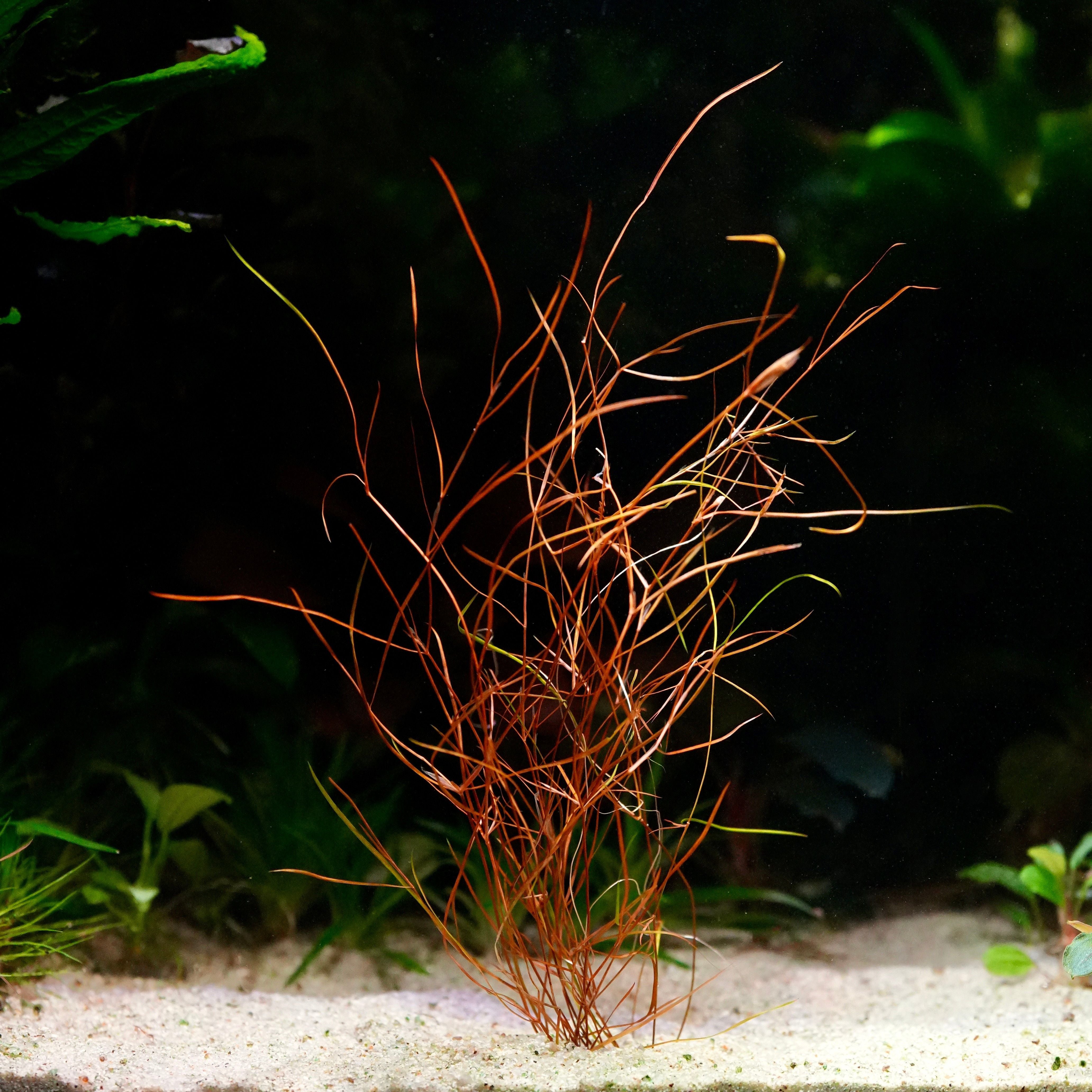 Potamogeton octandrus red aquarium plant with thin, reddish-brown stems in an aquarium setting.