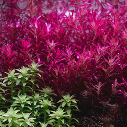 rotala blood red and sahyadrica close up