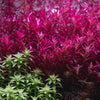 rotala blood red and sahyadrica close up