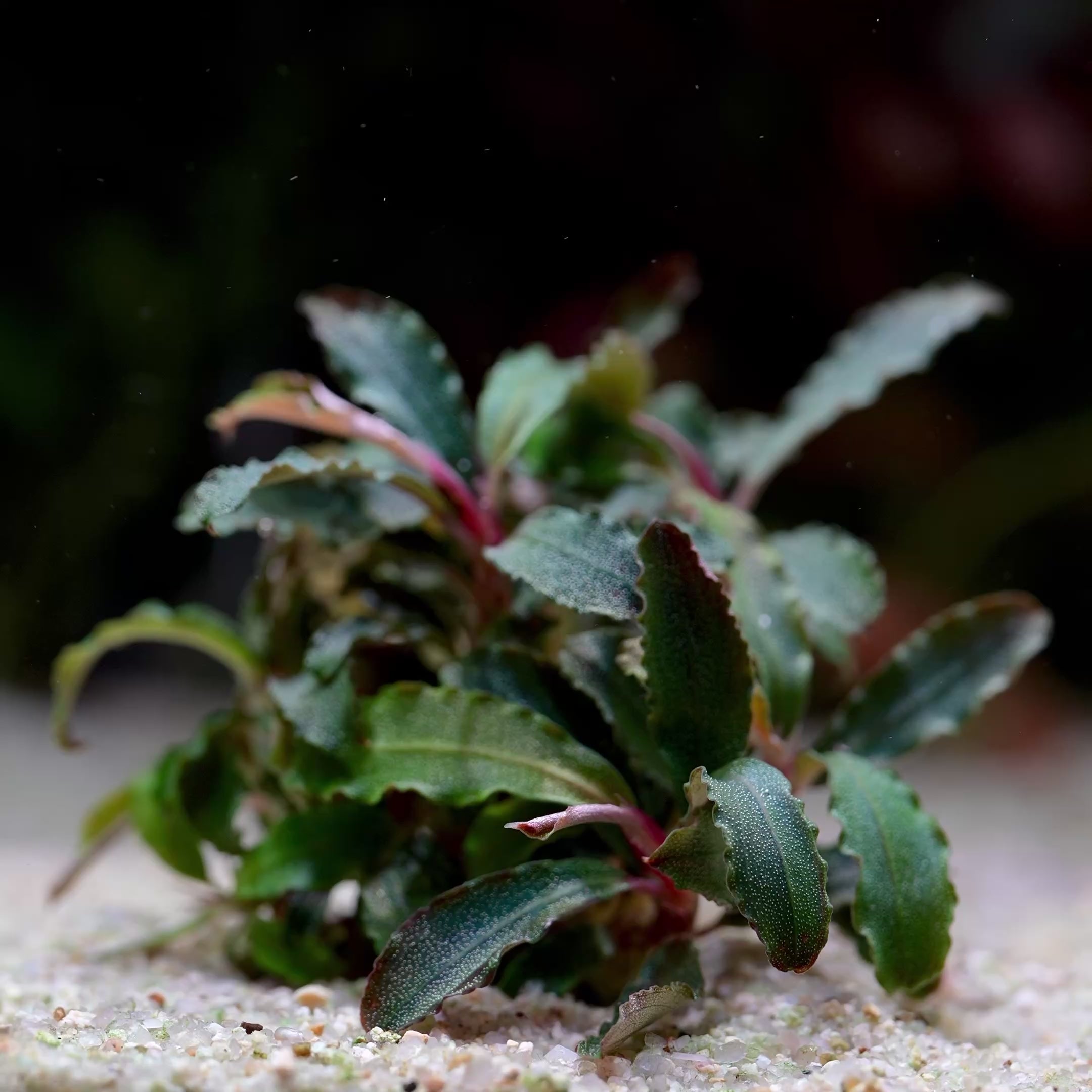 Bucephalandra 'Kedagang' - Tropical Aquarium Plant - CloudAqua