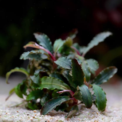 Bucephalandra 'Kedagang' - Tropical Aquarium Plant - CloudAqua