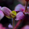 bacopa salzmannii purple aquarium stem plant tip macro