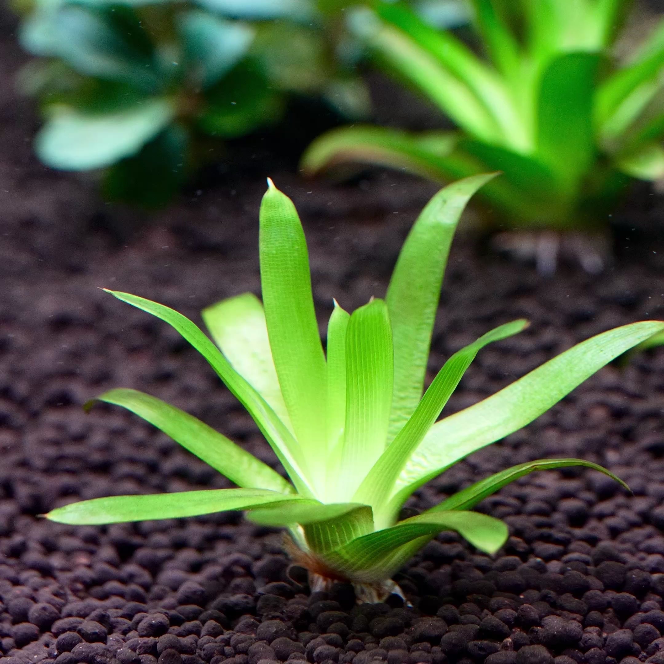 eriocaulon cuspidatum rare aquarium plant flowing in water