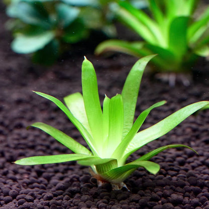 eriocaulon cuspidatum rare aquarium plant flowing in water