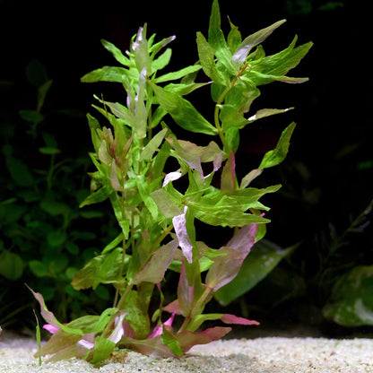 Rotala Macrandra Sp. 'Kochi' - Rare Aquarium Plant - CloudAqua