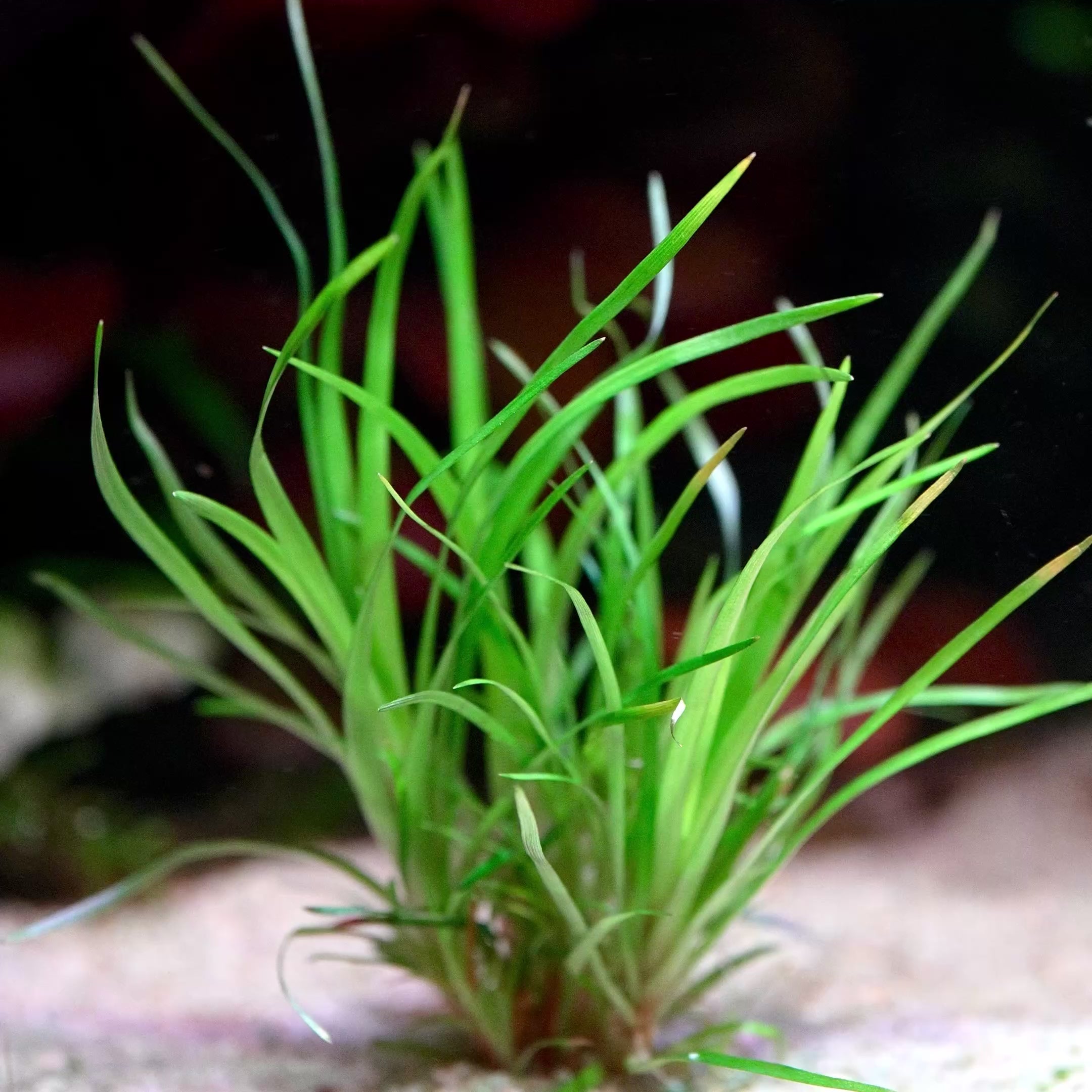 eriocaulon sp vietnam aquarium plant flowing in water