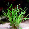 eriocaulon sp vietnam aquarium plant flowing in water
