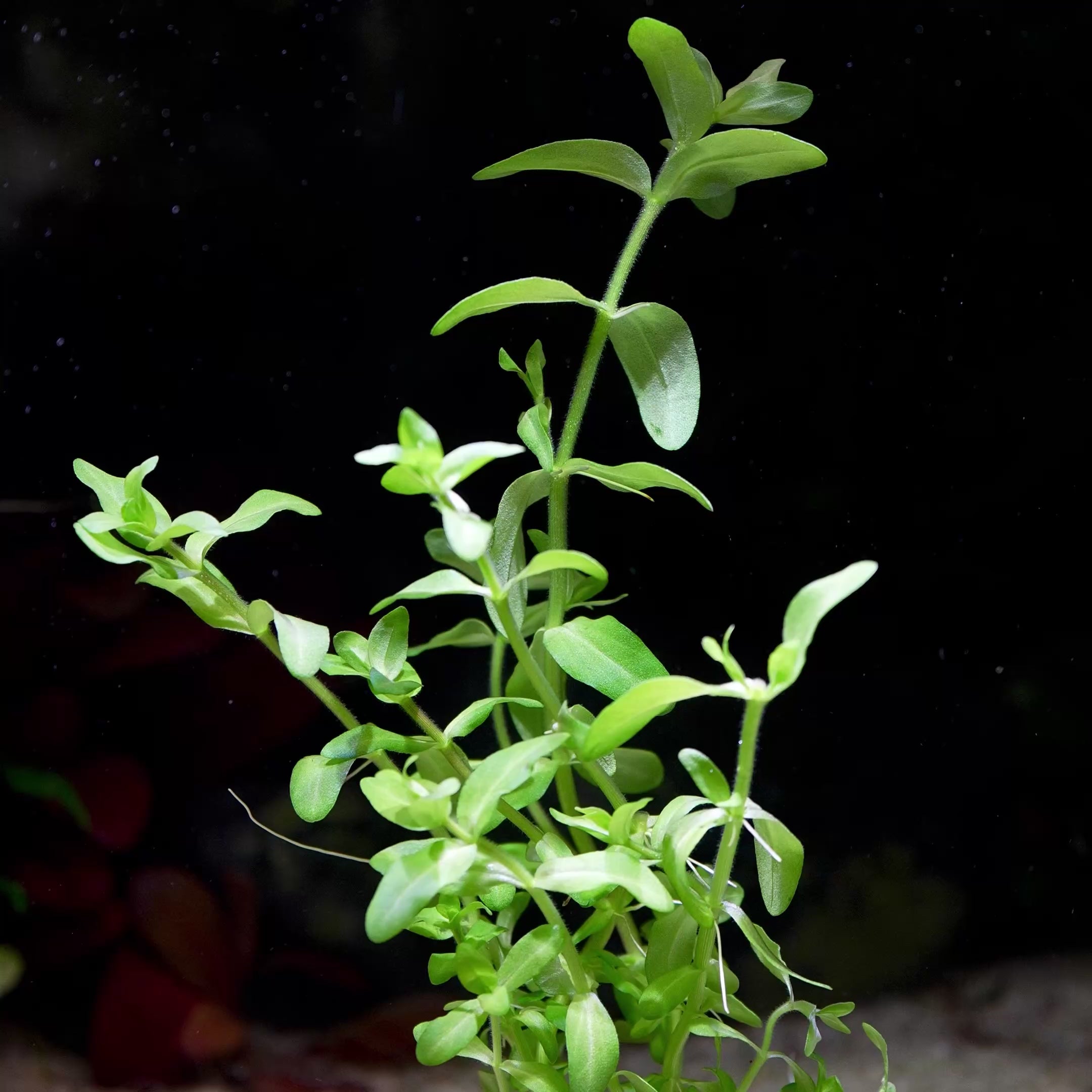 bacopa caroliniana aquatic plant flowing in water