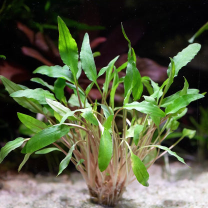 cryptocoryne affinis red aquatic plant flowing in water