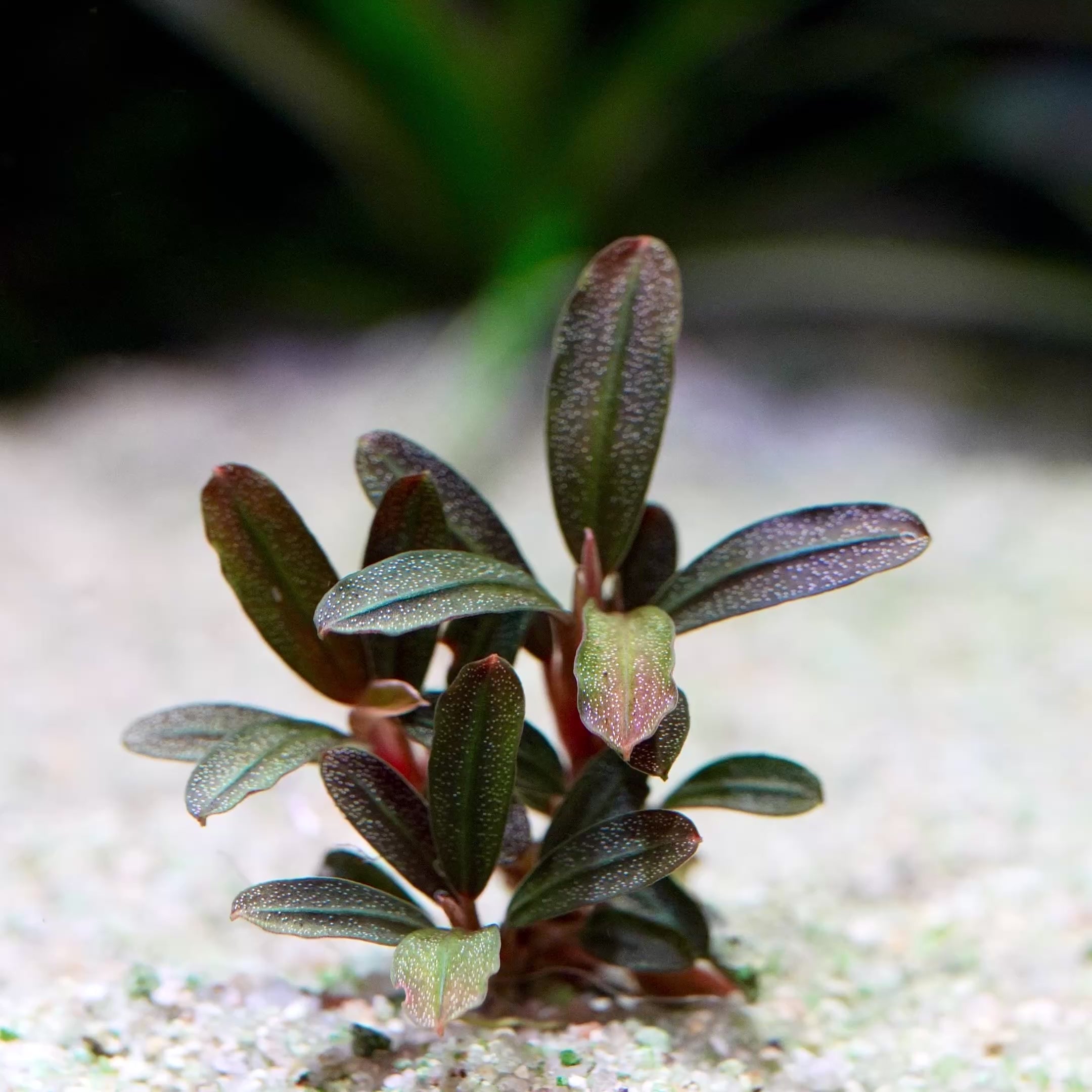 bucephalandra jade seed rare epiphyte aquarium plant flowing in water