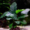 anubias barteri nana coffeifolia coffeefolia aquarium plant flowing in water
