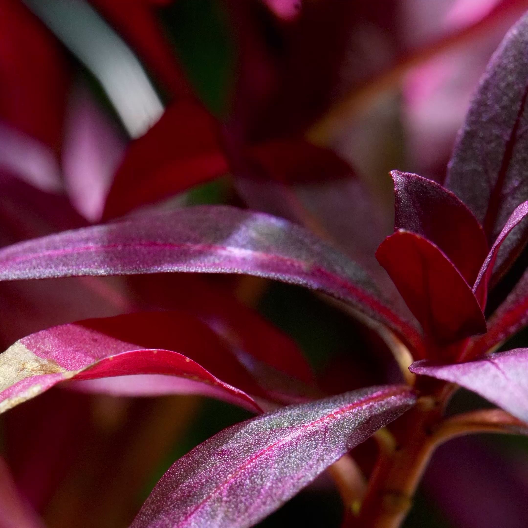 Ludwigia Glandulosa - Tropical Aquarium Plant - CloudAqua