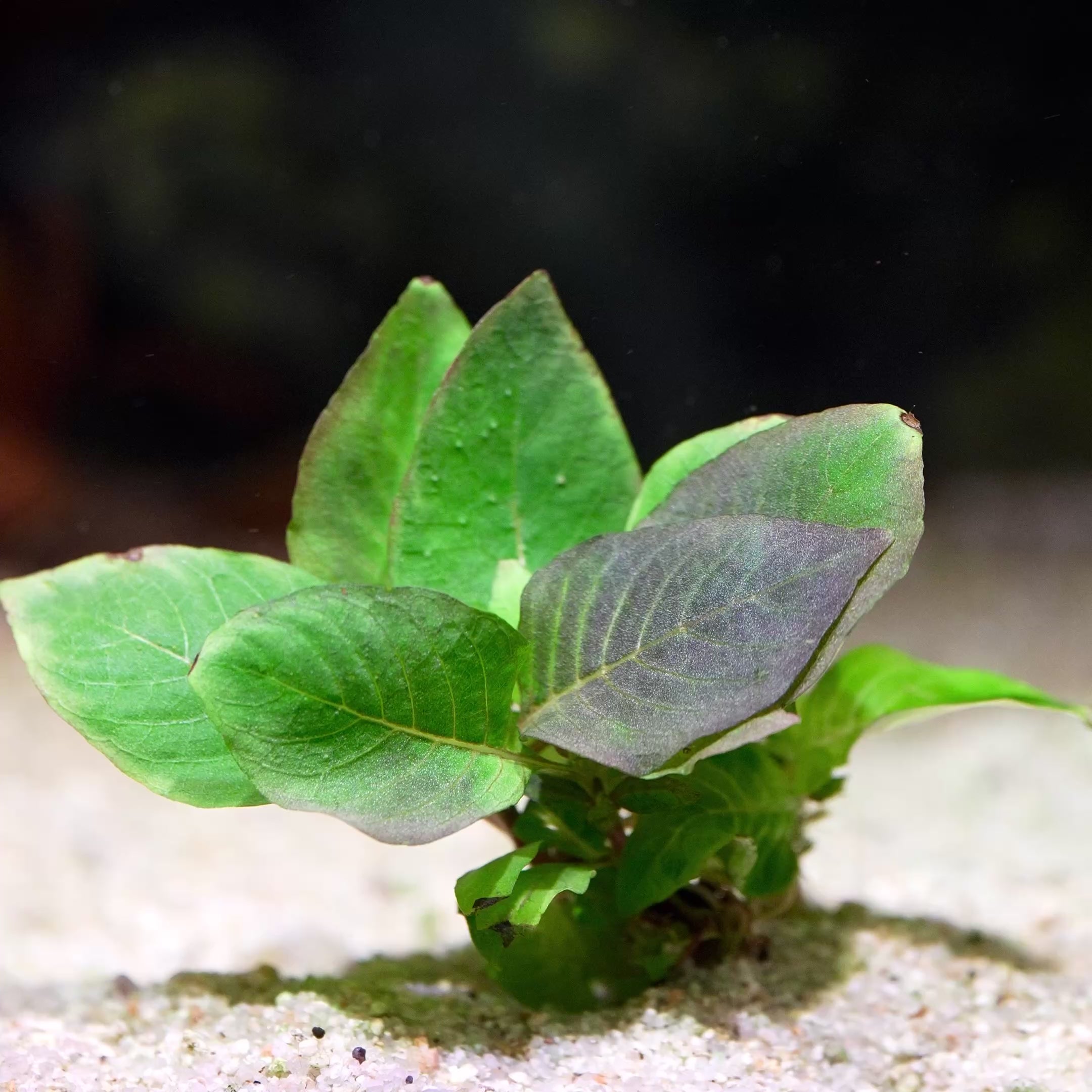hygrophila corymbosa compact aquatic plant flowing in water