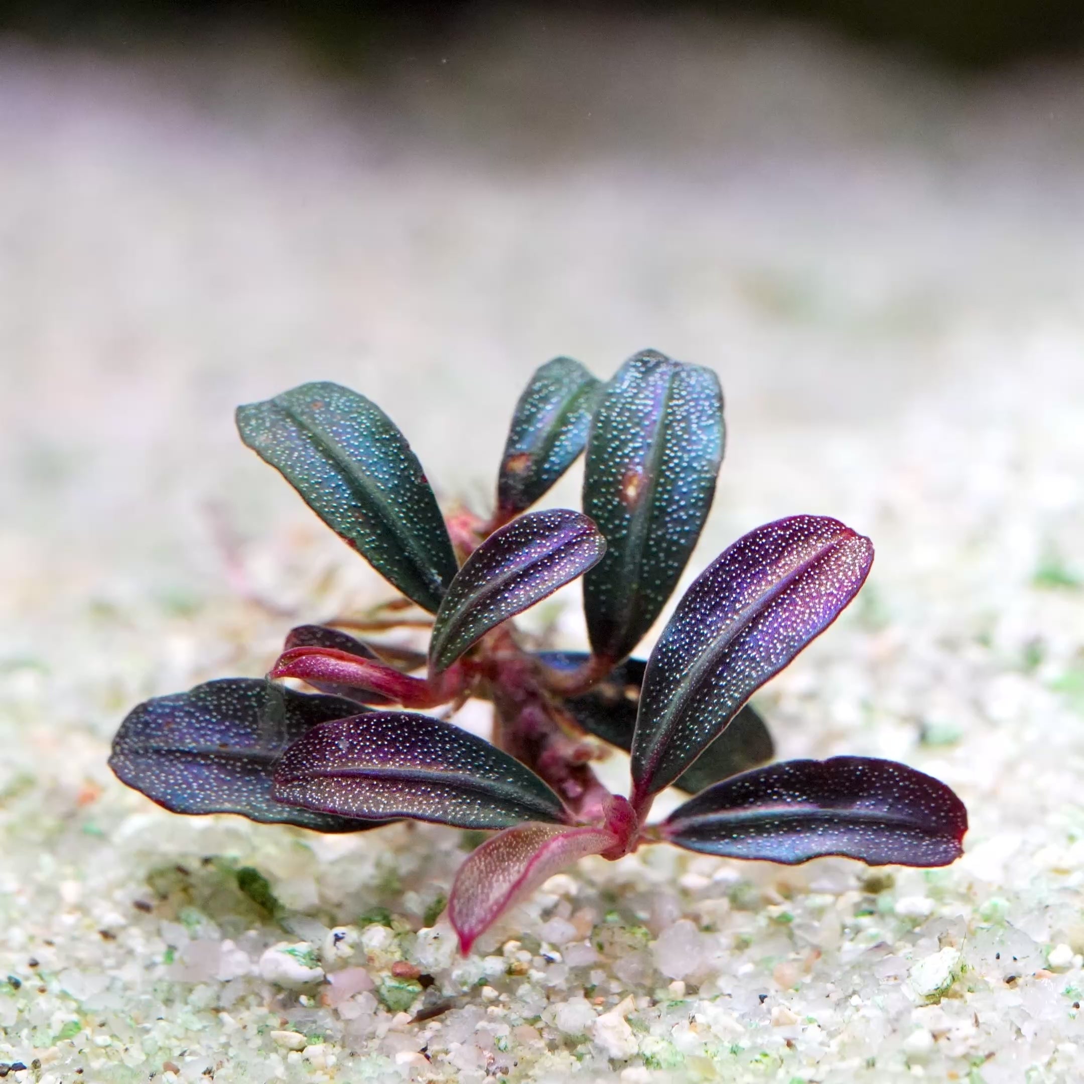 bucephalandra phoenix mini rare aquatic epiphyte plant flowing in water