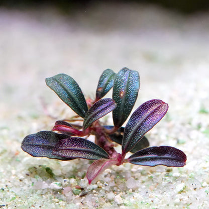 bucephalandra phoenix mini rare aquatic epiphyte plant flowing in water
