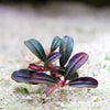 bucephalandra phoenix mini rare aquatic epiphyte plant flowing in water