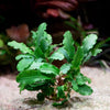 bucephalandra wavy green aquatic plant