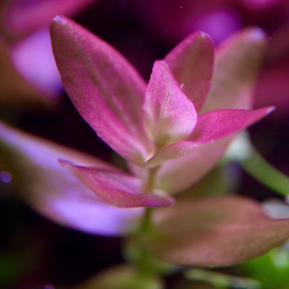 bacopa colorata aquatic plant flowing in water